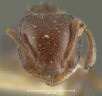 Media type: image;   Entomology 20802 Aspect: head frontal view